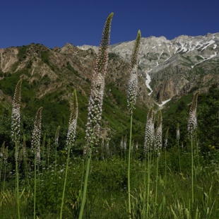 Eremurus robustus